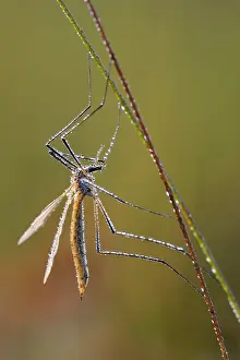 Tipula: Crane Fly (Tipula sp), Epe, Gelderland, The Net