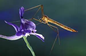 Tipula: Crane Fly (Tipula sp.) resting on flower, Belgi