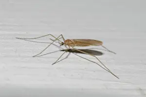 January: Crane Fly, Tipulidae Family