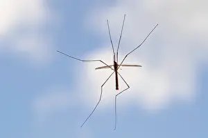 Cranefly: Crane Fly - on window