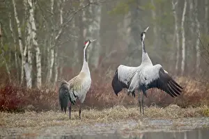 Hamra: Two Crane (Grus grus) just befor mating