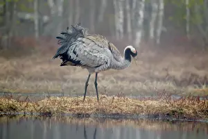 Hamra: Crane (Grus grus) male in a more