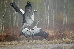 Hamra: Two Crane (Grus grus) mating