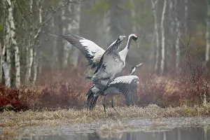 Hamra: Two Crane (Grus grus) mating