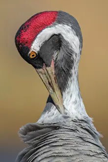 Preen: Crane (grus grus) at plumage care, portrait, Vastergotland