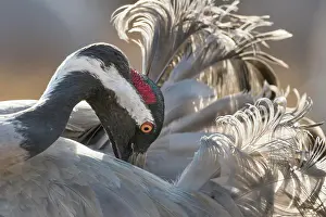 Preen: Crane (Grus grus) at the plumage care, Vastergotland