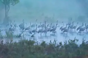 Roosting: Crane (Grus grus) Resting and roosting in the sh
