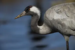Cranes: Crane (Grus grus), Sweden