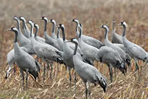 Cranes: Crane (Grus grus) Troop of cranes on harvested m