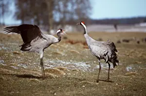 Cranes: CRANE - pair displaying, facing