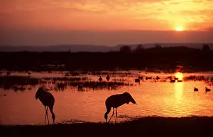 Cranes: CRANE - two, on waters edge at sunset