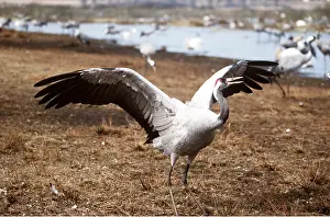 Cranes: CRANE - wings spread, displaying