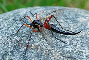 Craneflies: Cranefly
