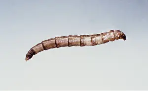 Emma Coghlan: Cranefly / Daddy-Long-Legs Larvae - Leatherjacket