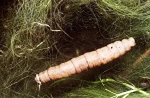 Emma Coghlan: Cranefly / Daddy-Long-Legs Larvae - Leatherjacket