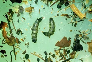 Grubs: CRANEFLY / Daddy-Long-Legs Larvae - x2