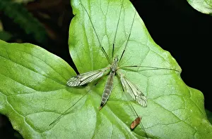 D. W. Greenslade: CRANEFLY / Daddy-Long-Legs - on leaf