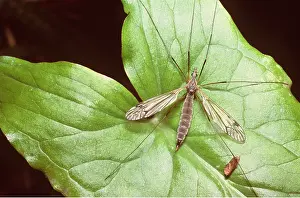 D. W. Greenslade: CRANEFLY / Daddy-Long-Legs - ON LEAF