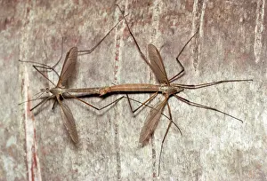 Tipula: Cranefly / Daddy-long-legs - pair mating