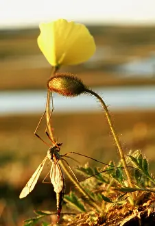 Andrey Zvoznikov: Cranefly / Daddy-Long-Legs on polar poppy. Russian