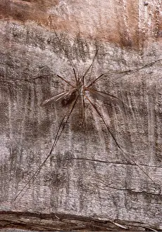 Pascal Goetgheluck: CRANEFLY / Daddy-Long-Legs - on wood