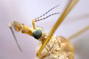 130619: Cranefly head and eye - orfolk UK