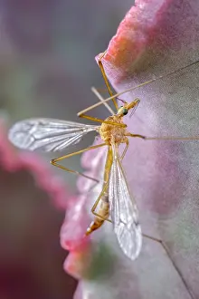 Echeveria: Cranefly resting on Echeveria leaf