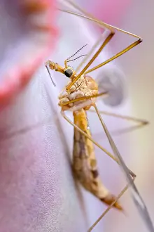 Echeveria: Cranefly resting on Echeveria leaf