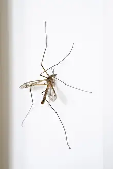 Cranefly: Cranefly resting on wall
