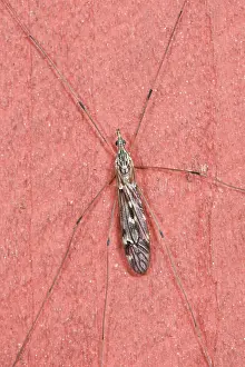 Tipula: Cranefly (Tipula confusa). Tuvesj n, Hornsborg
