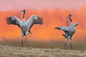 Dance: Cranes (grus grus) perform courtship display with