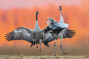 Dance: Cranes (grus grus) perform courtship display with