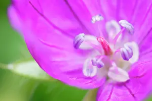 Cranesbill: Cranesbill