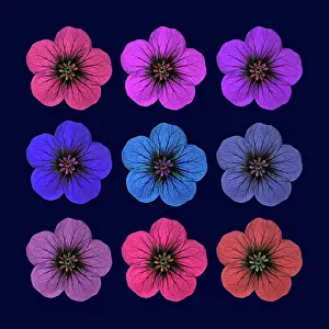 Cranesbill: Cranesbill