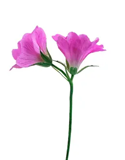 Cranesbill: Cranesbill