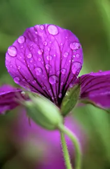 Cranesbill: Cranesbill