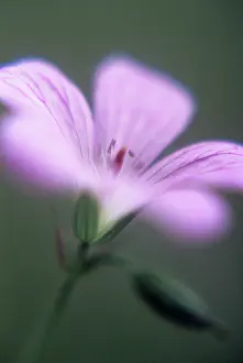 Cranesbill: Cranesbill