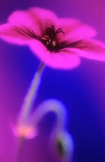 Cranesbill: Cranesbill
