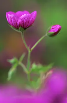 Cranesbill: Cranesbill