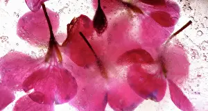 Iced: Cranesbill