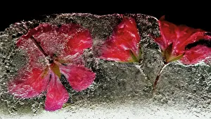 Iced: Cranesbill