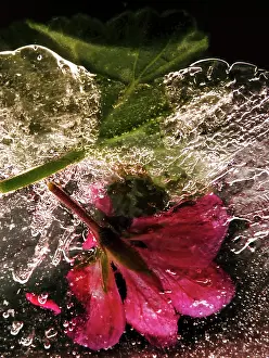 Iced: Cranesbill