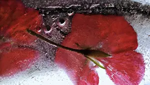 Iced: Cranesbill