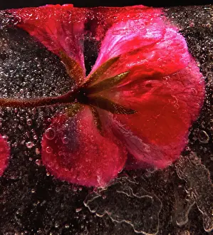 Iced: Cranesbill