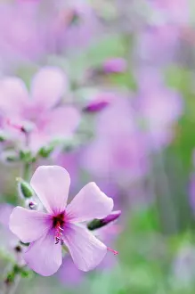 Cranesbill: Cranesbill