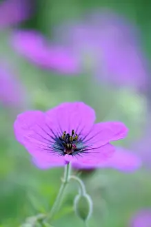 Cranesbill: Cranesbill