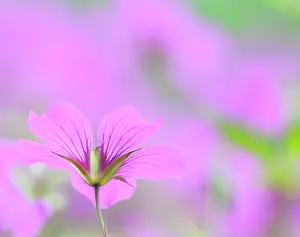 Turned: Cranesbill