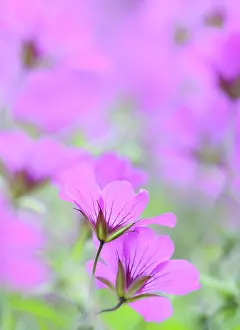 Turned: Cranesbill