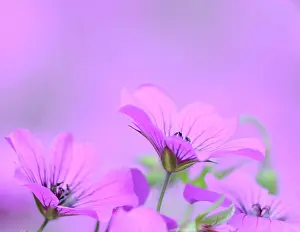 Cranesbill: Cranesbill