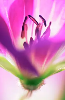 Geranium: Cranesbill